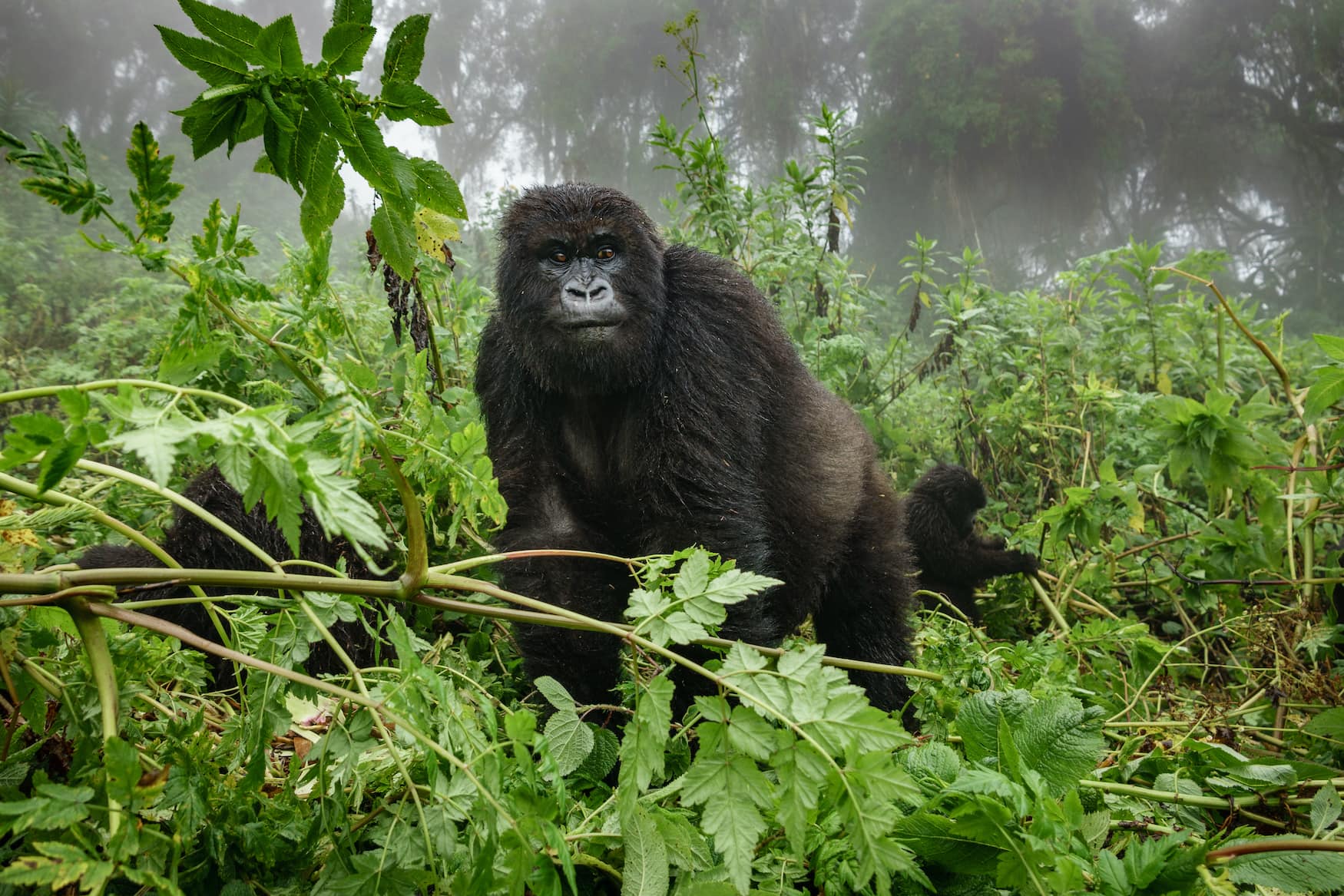 Berggorilla in Afrika