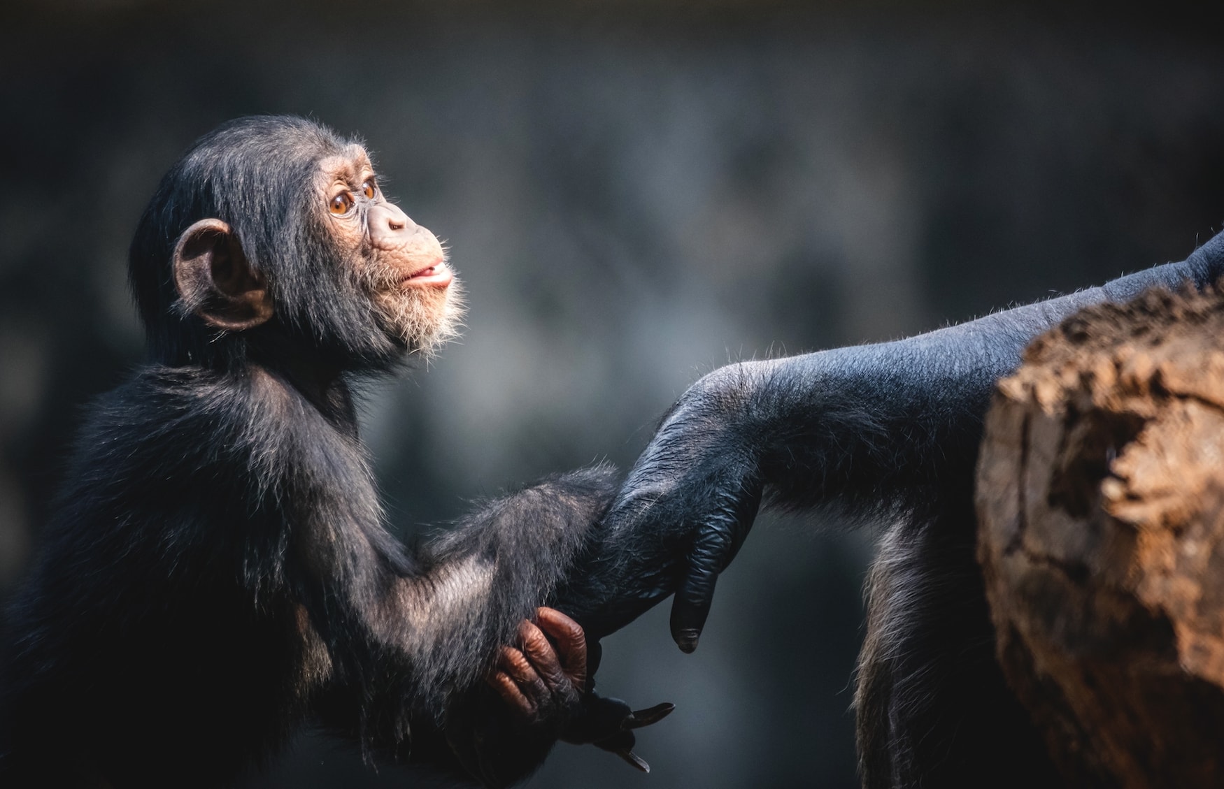 Schimpansen-Baby mit Mama
