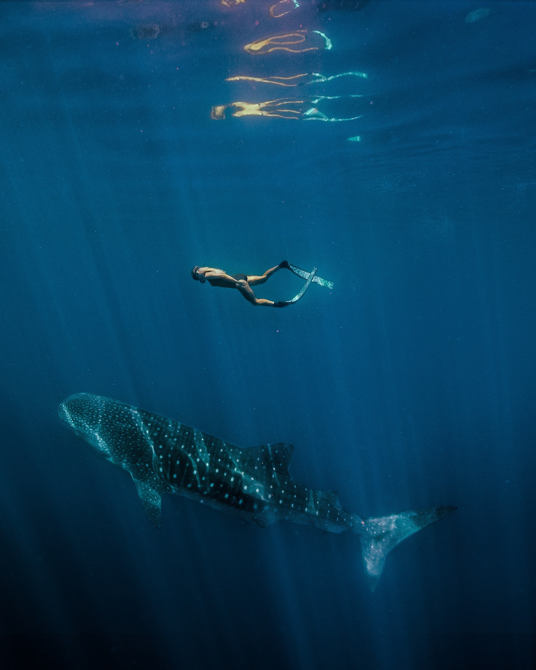 Schnorcheln mit Walhaien am Ningaloo Reef
