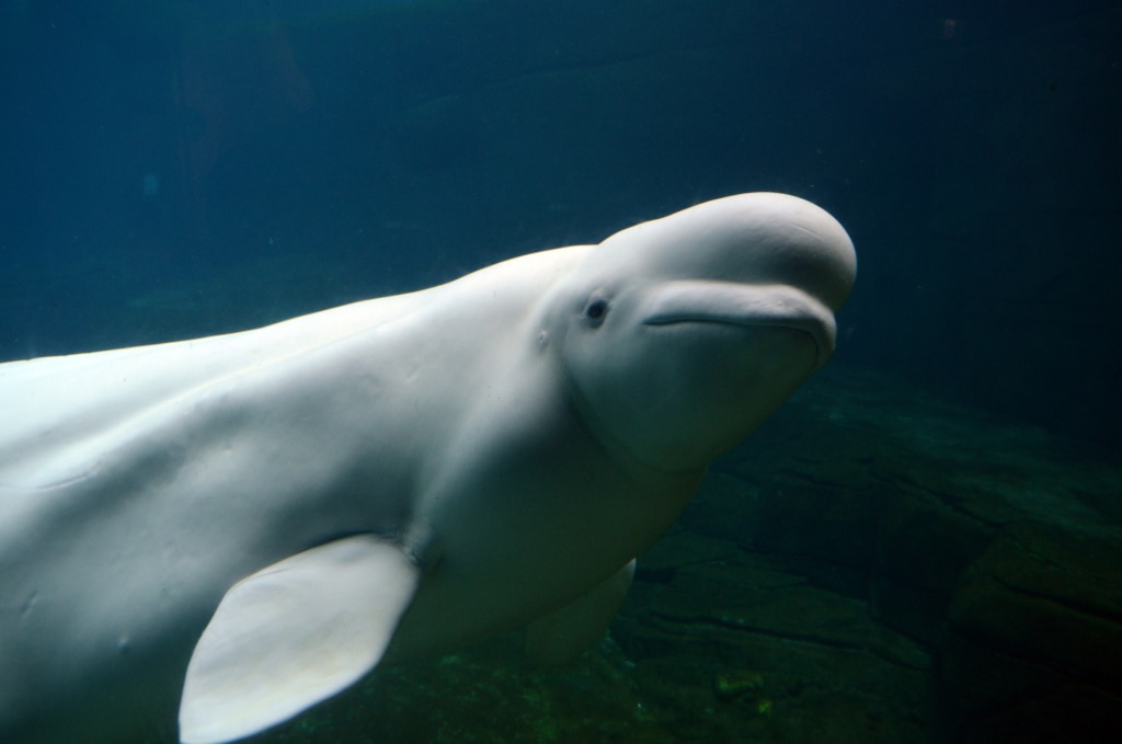 Beluga whale underwater