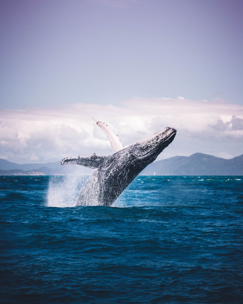 A humpback whale jumps out of the water