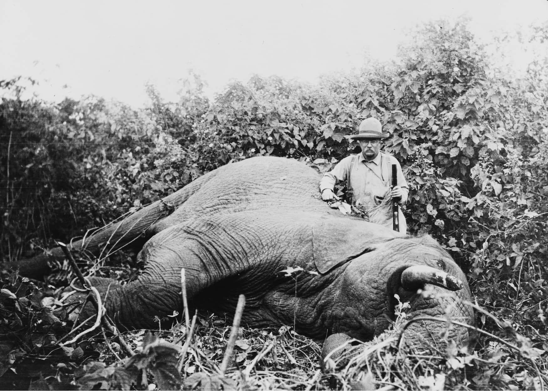 Roosevelt vor einem erschossenen Elefanten