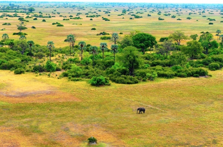 Elefanten in Botswana im Okvango-Delta