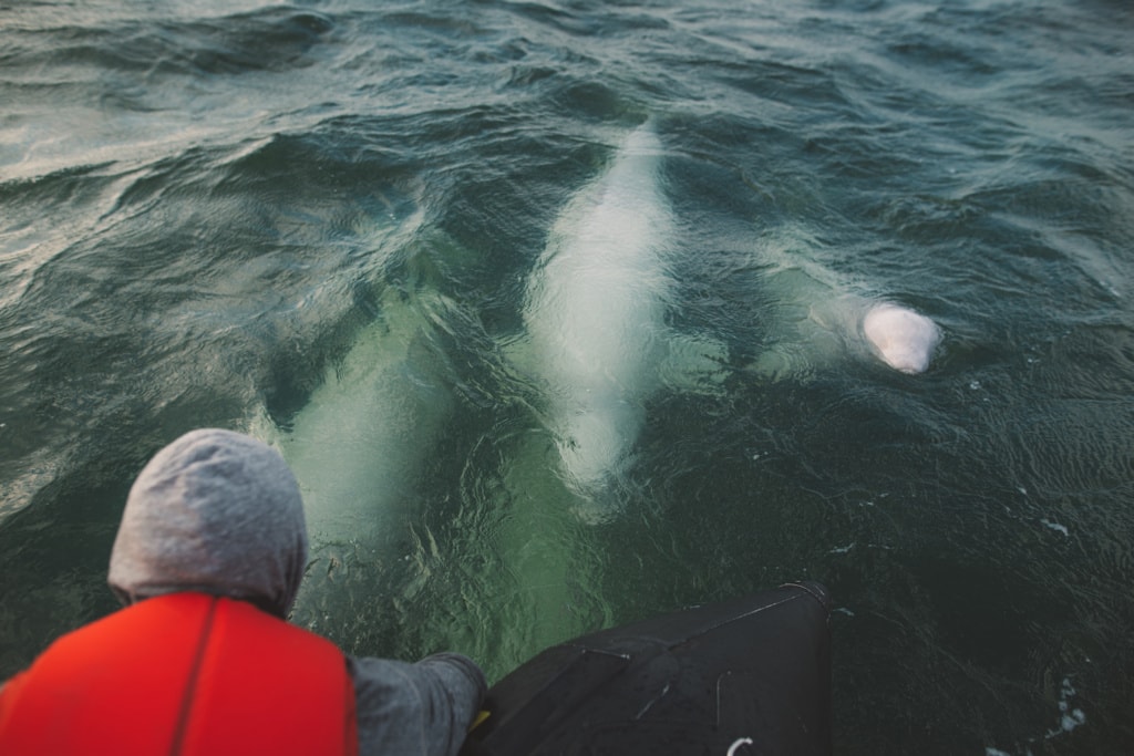 Mensch lockt Belugawale im Sommer an in Churchill, Nunavut 