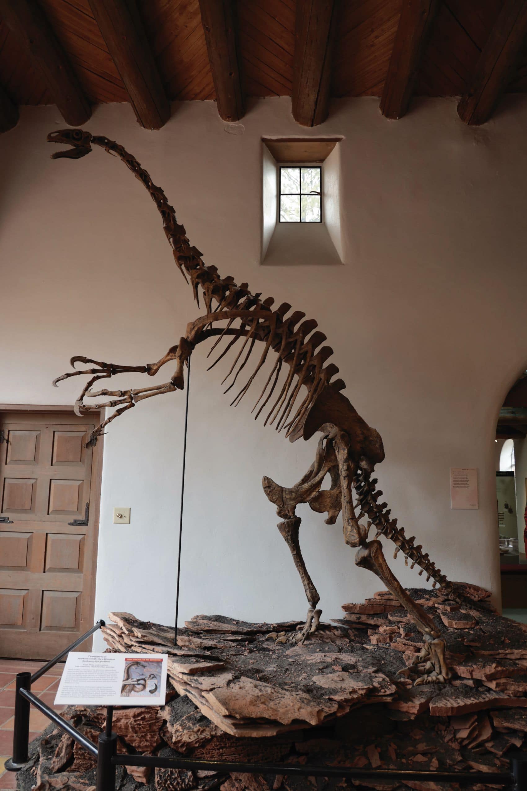 Skelett eines Dinosauriers im Museum of Northern Arizona