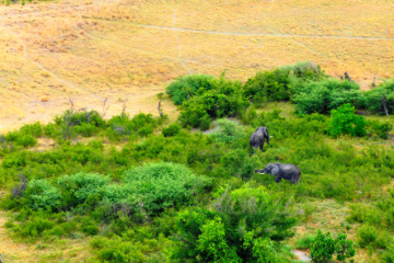 Elefanten in Botswana im Okvango-Delta