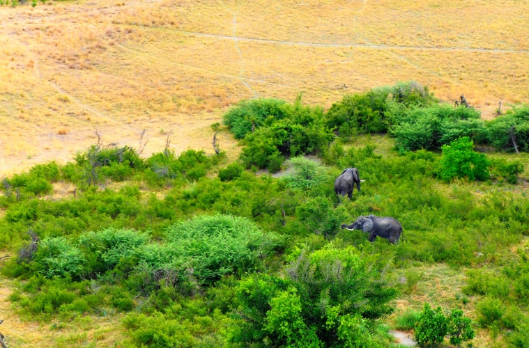 Elefanten in Botswana im Okvango-Delta