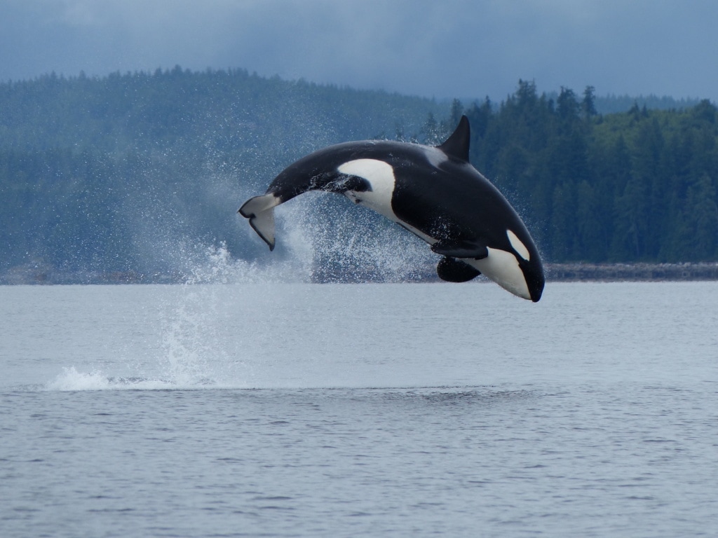 Ein Orca Wal springt aus dem Wasser des Campbell Rivers auf Vancouver Island in British Columbia