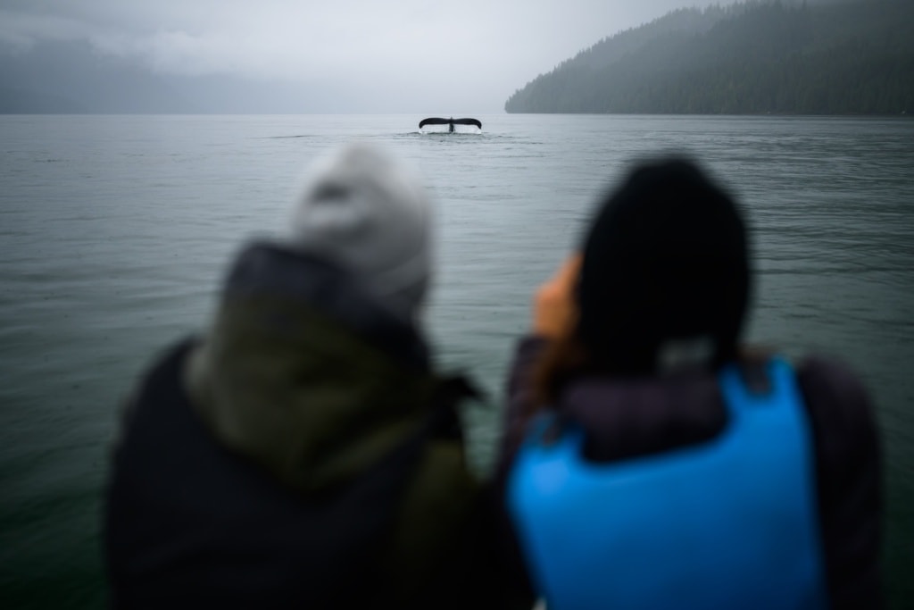 Zwei Menschen sehen beim Whale Watching eine Walflosse in British Columbia in Kanada