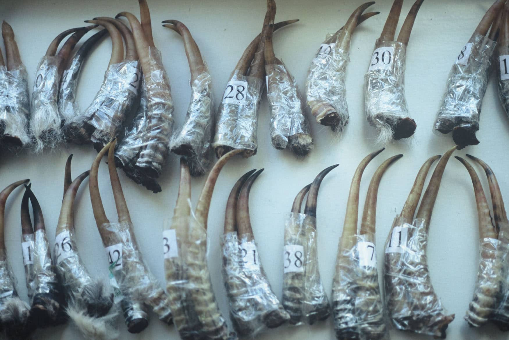 beschlagnahmte Sagiaantilopenhörner aus der Mongolei