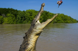 Bei einer Bootstour auf dem Adelaide River kannst du Krokodilen ganz nah kommen.