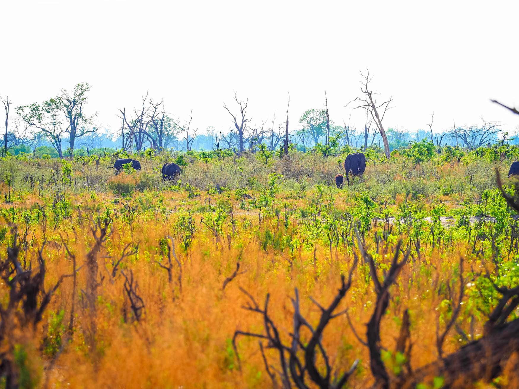 Elefanten auf Safari in Afrika