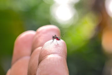 Mücke auf einer Hand