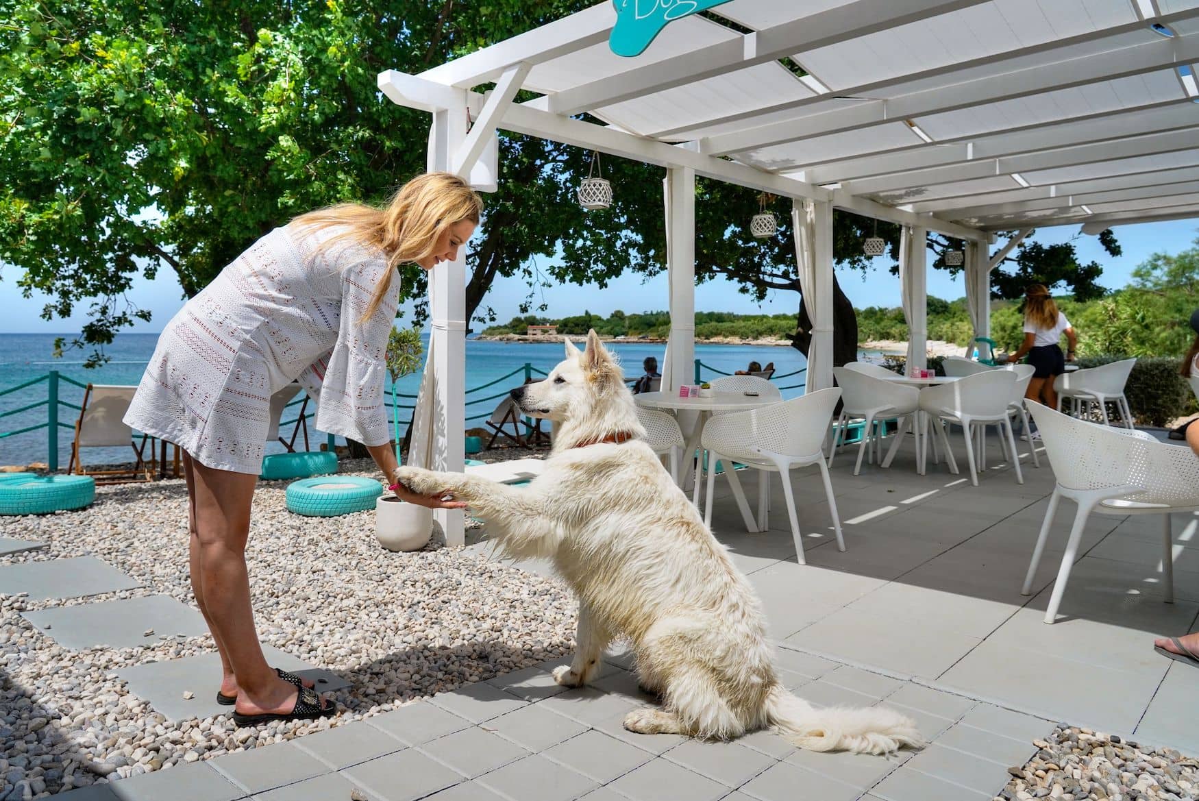Hund beim Urlaub in Istrien