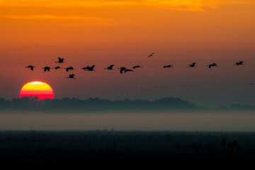 Kraniche fliegen vorm Sonnenuntergang
