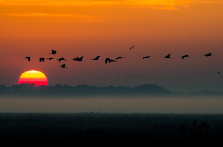 Kraniche fliegen vorm Sonnenuntergang