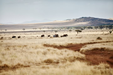 Savanne mit Elefanten in der Nähe des Mount Kenya