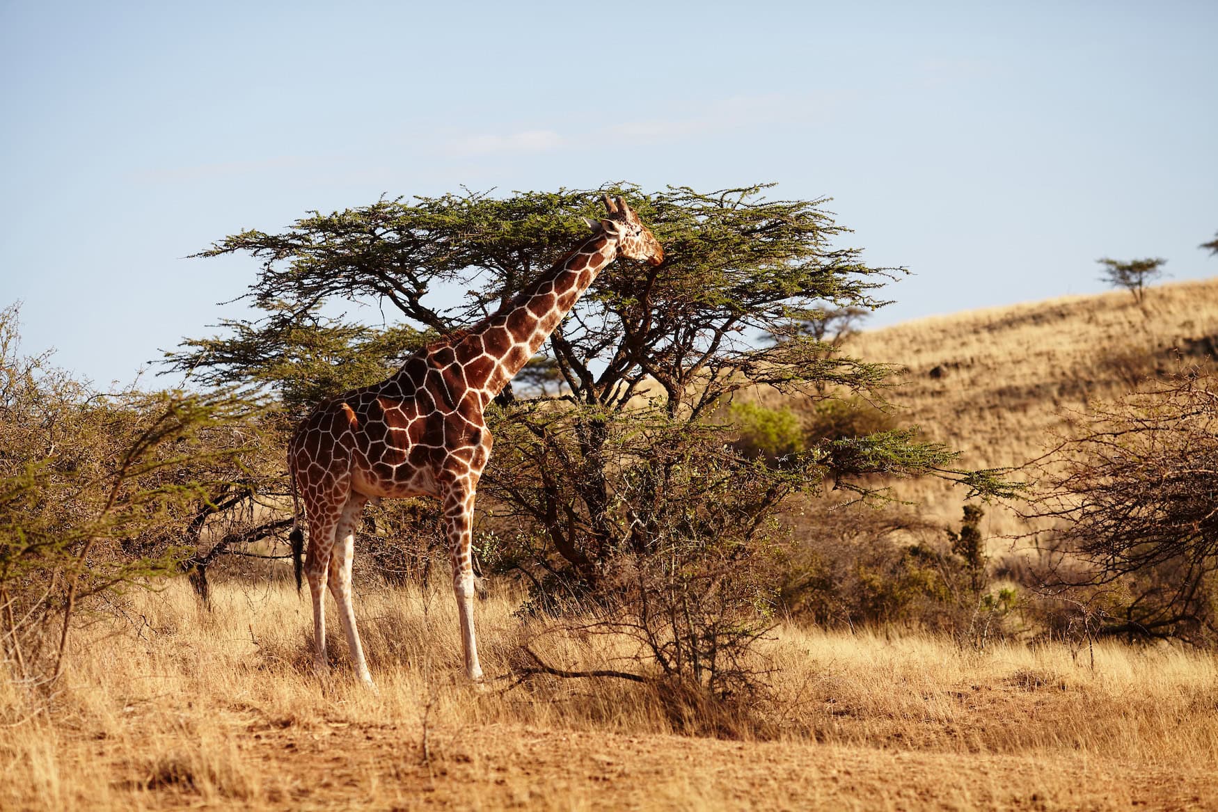 Giraffe in der Savanne in Afrika