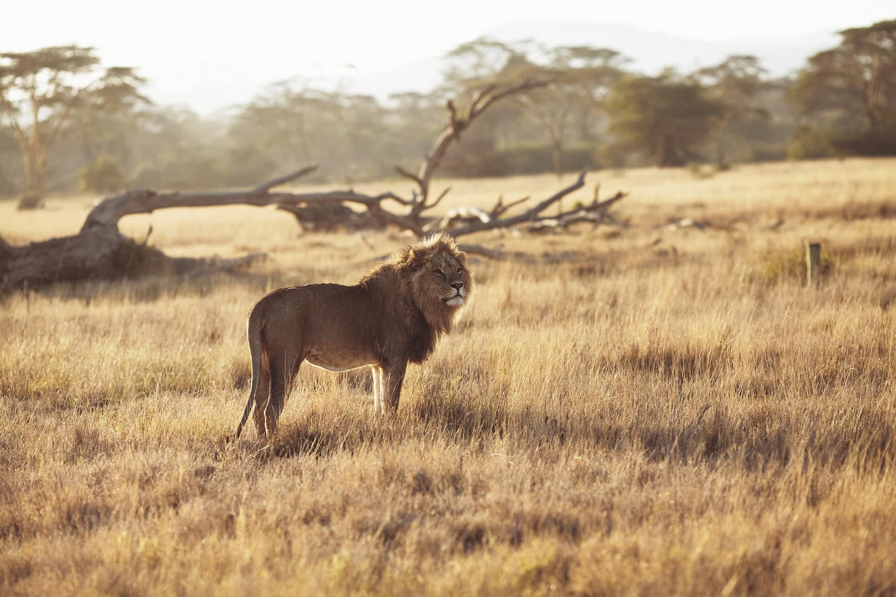 Löwe in Kenia
