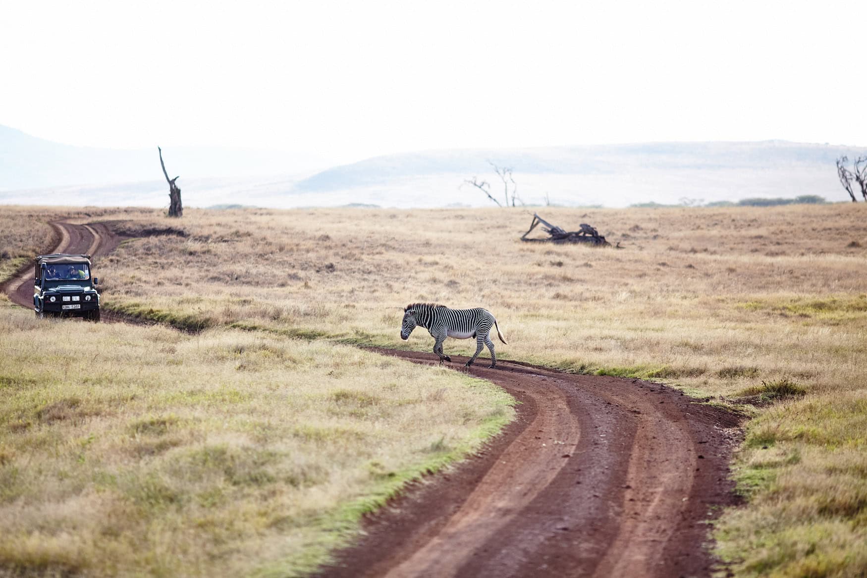 Zebras in Kenya in den Conservancies