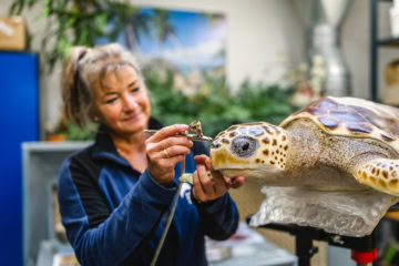 Täuschend echt sind die Schildkrötenmodelle, die im Meeresmuseum liebevoll gefertigt werden.