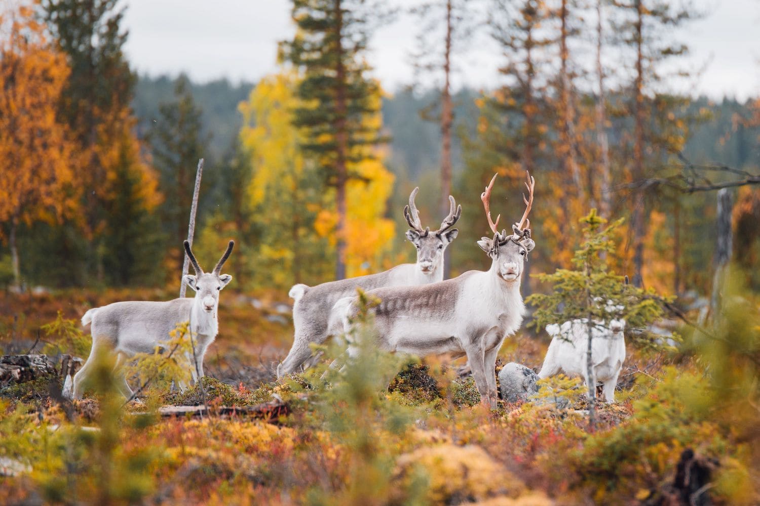 Rentiere in der freien Natur des Pallas Ylläs Nationalpark in Lappland