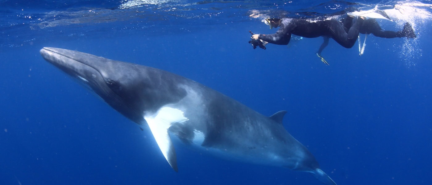 Tauchen in Australien mit einem Wal