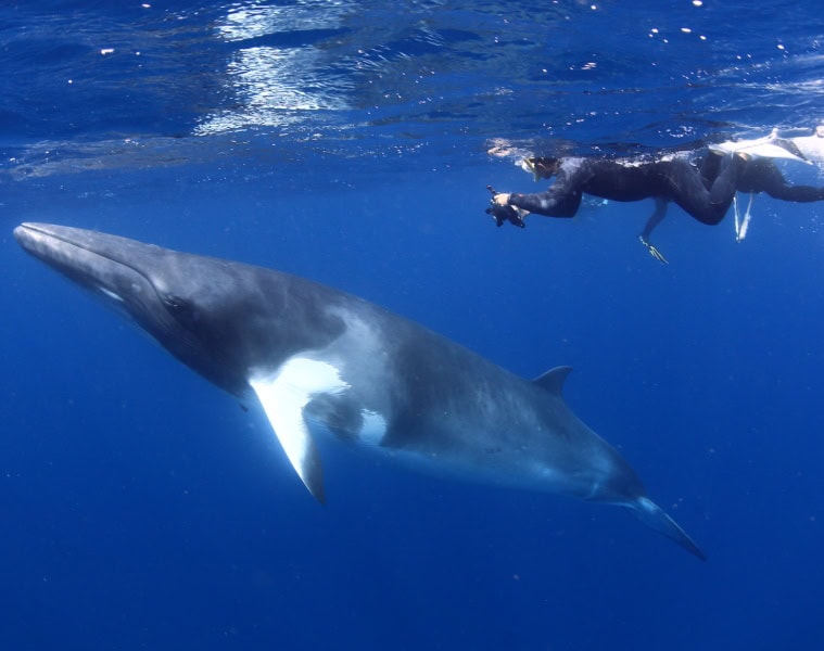 Tauchen in Australien mit einem Wal