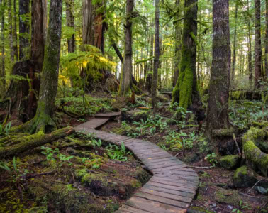 Bäume auf Vancouver Island