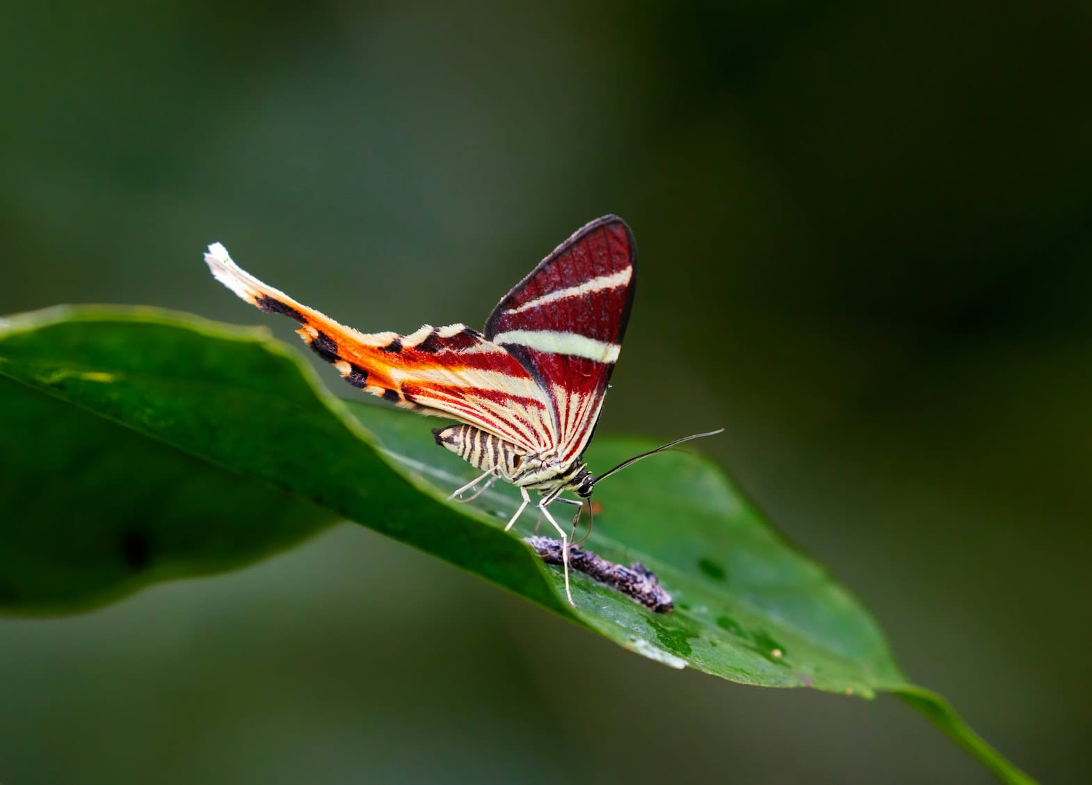 Ein Schmetterling der Gattung »Spanische Flagge«.