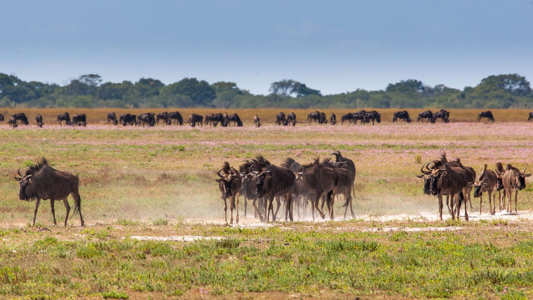 die Gnuwanderung im Liuwa Nationalpark in Sambia