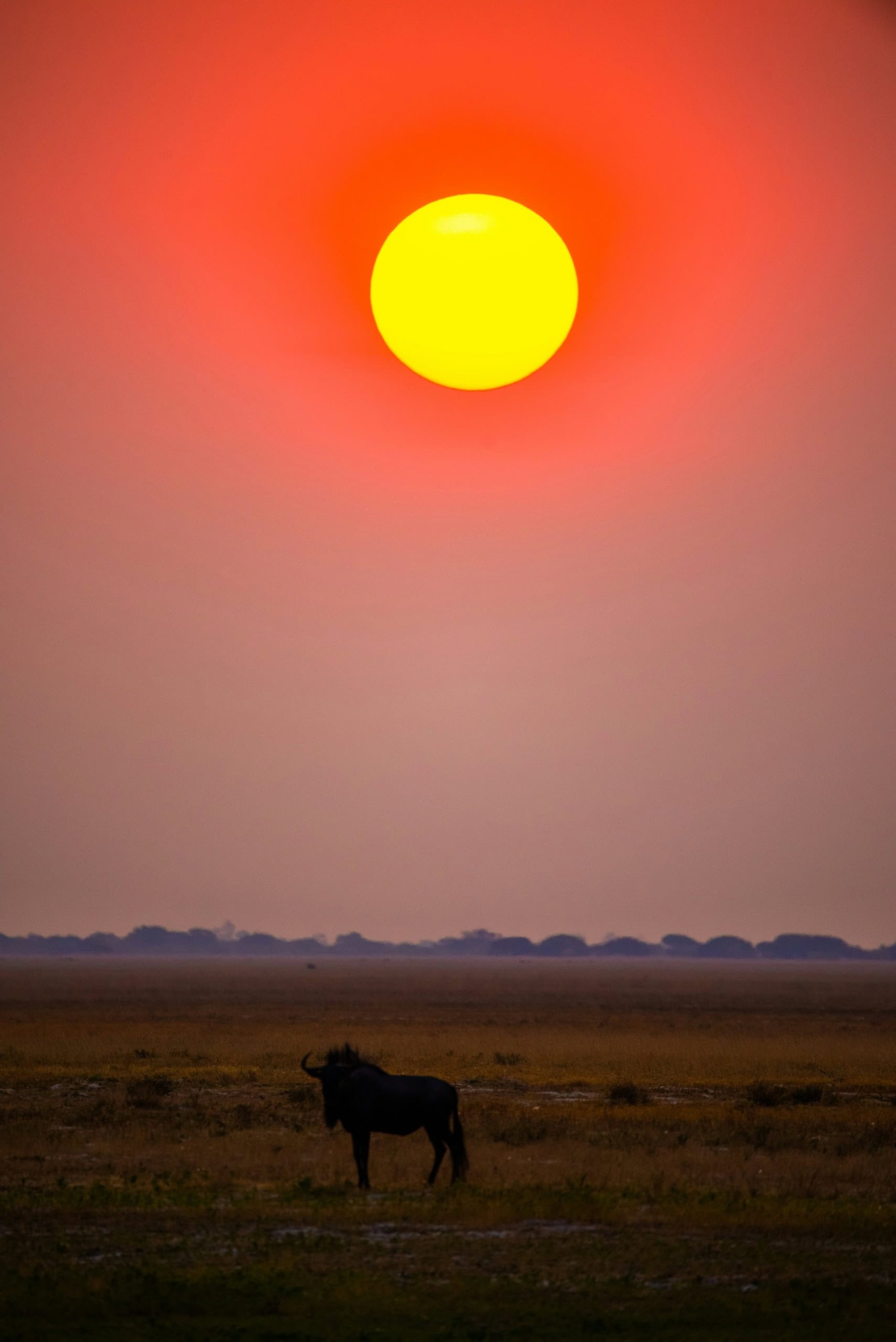 Gnu vorm Sonnenuntergang