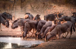 Gnus am Wasserloch