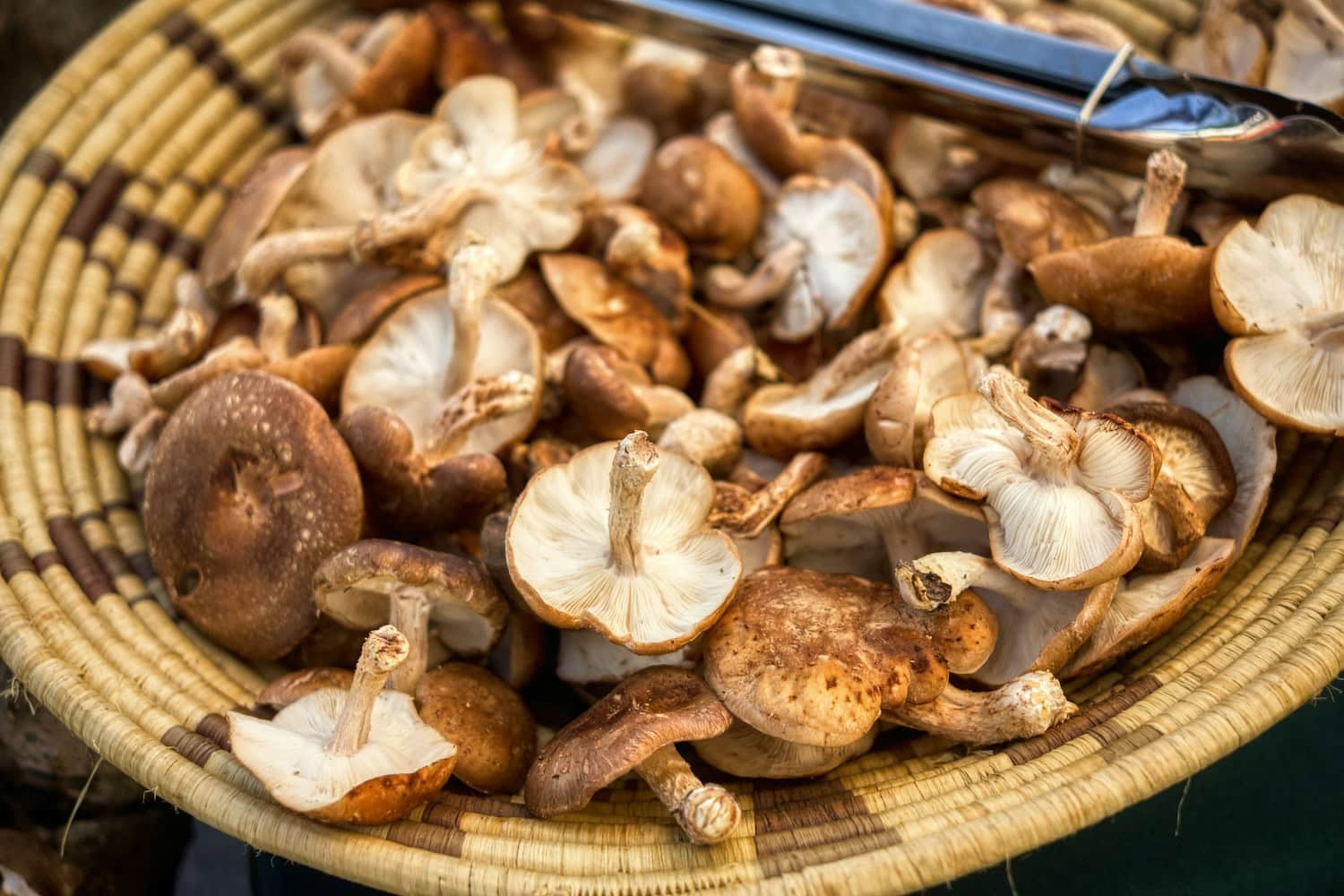 Shiitake-Pilze in Korb