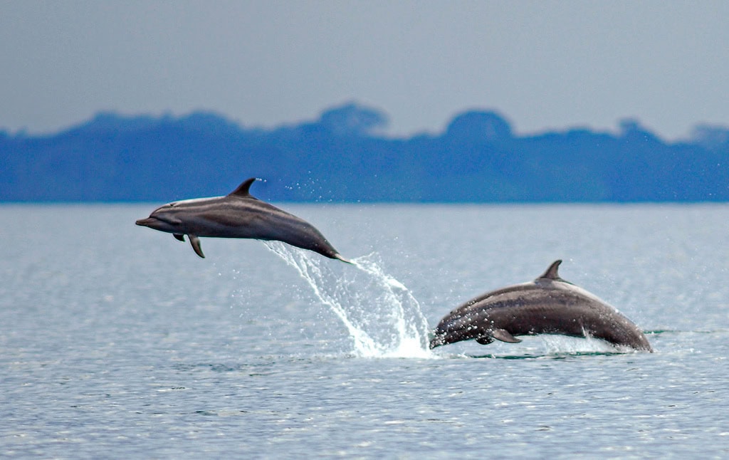 Delfine in Costa Rica. Foto: Costa Rica Tourism Board