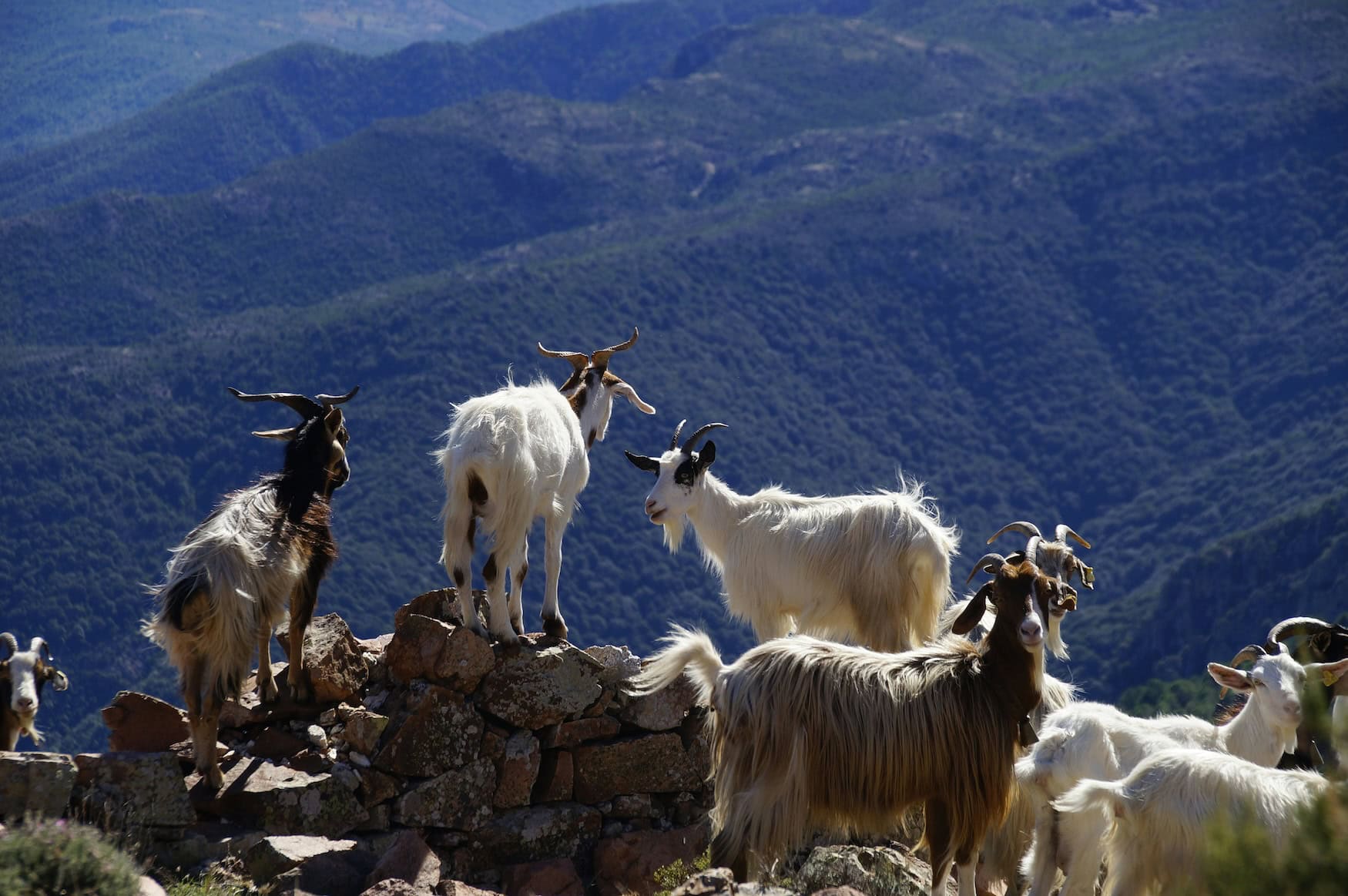 Ziegen im Hinterland von Sardinien.