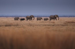 Elefanten bei einer Safari in Afrika