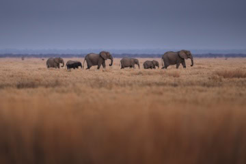 Elefanten bei einer Safari in Afrika