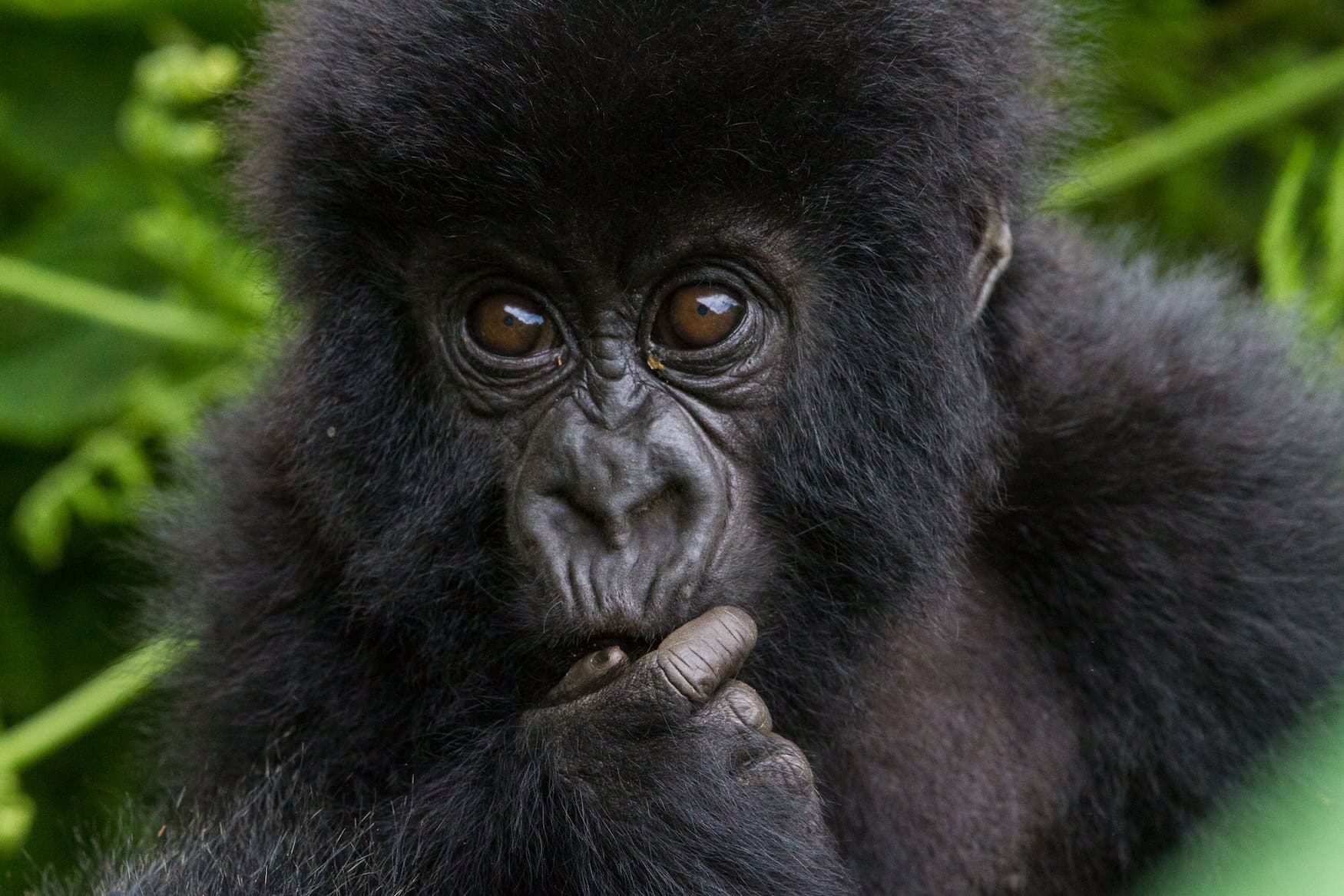 Safari in Afrika: Baby-Gorilla in Ruanda