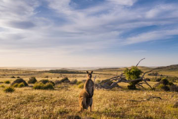 Ein Känguru am Straßenrand des Southern Ocean Drive.