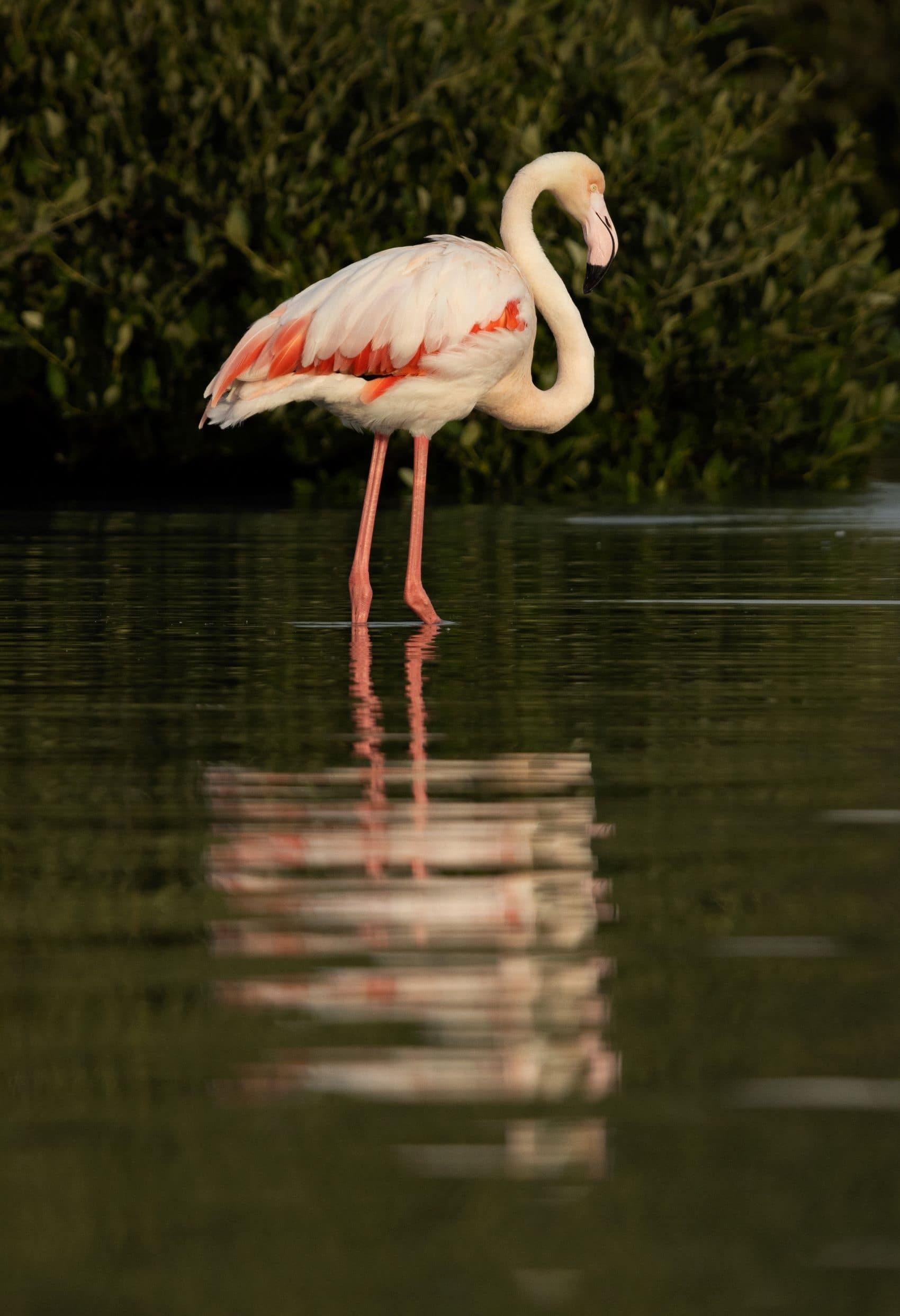 Flamingo inTubli Bay in Bahrain 