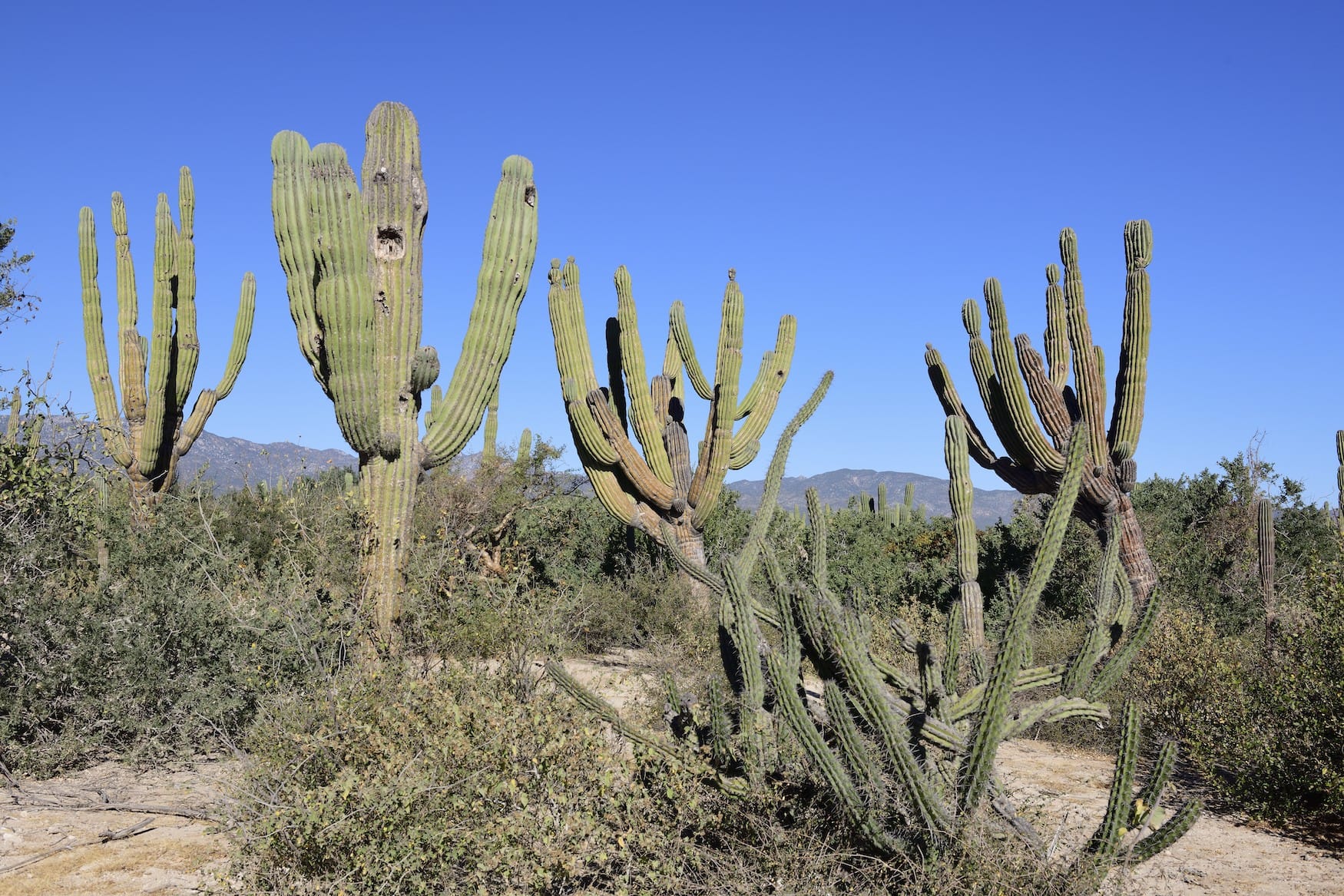 Die Kakteen auf Los Cabos werden bis zu 15 Meter hoch und bis zu 25 Tonnen schwer.