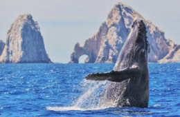 Ein Wal springt vor Los Cabos in Mexiko aus dem Wasser.