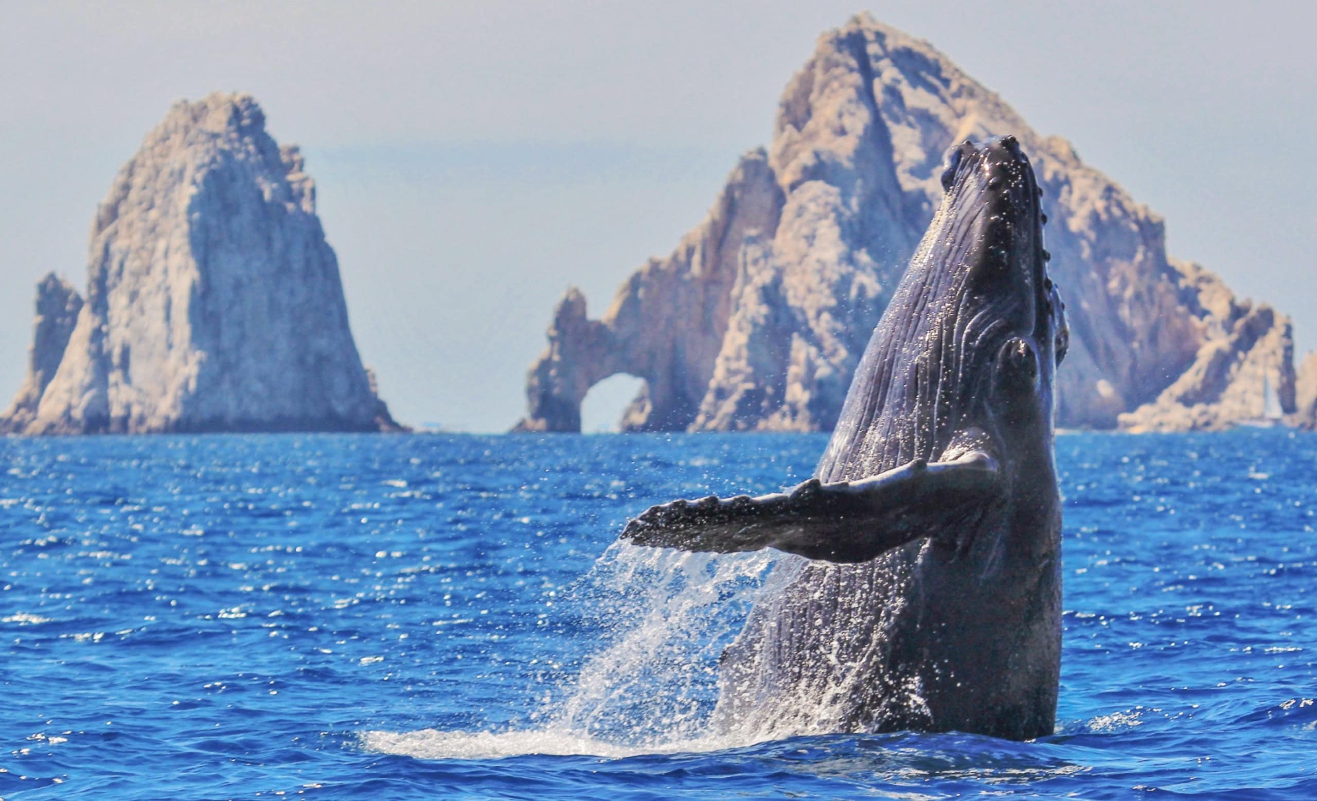 wale-weite-wahnsinn-was-du-in-los-cabos-erleben-kannst