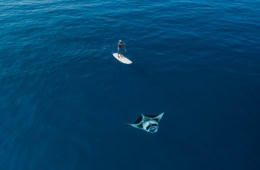 Standup-Paddler und ein Mantarochen