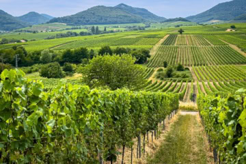 Weinberge bei einem Kurzurlaub in der Pfalz