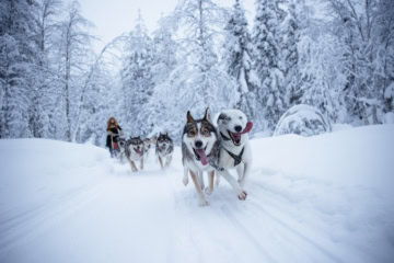 Huskytour in Finnisch-Lappland