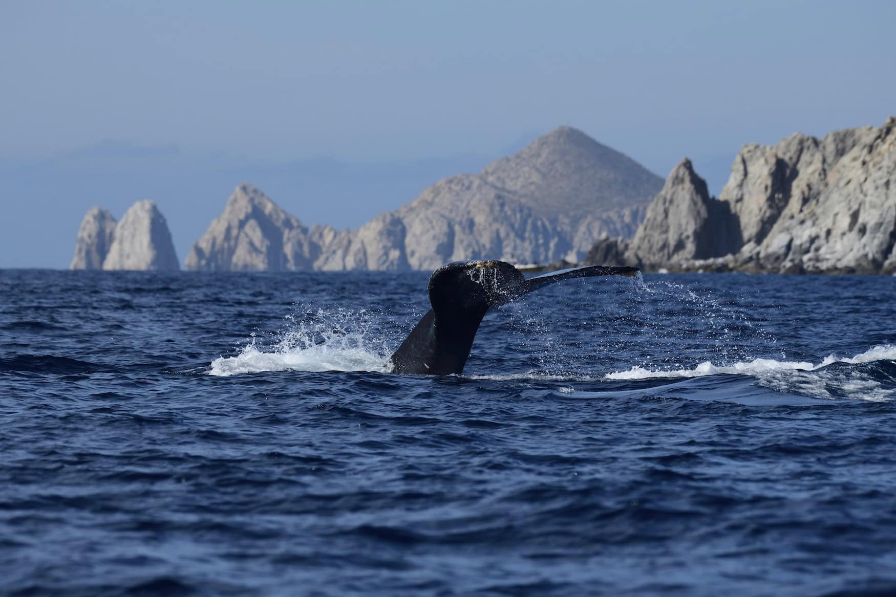 Im Meer vor Los Cabos in Mexiko kann man Wale beobachten.