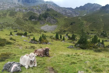 Einige Kühe liegen auf einer grünen Wiese in den Tiroler Alpen