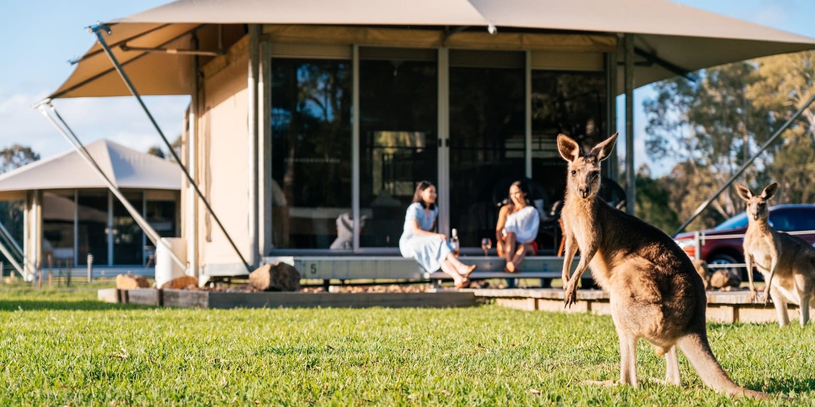 Ein Känguru vor einem Glamping-Zelt.